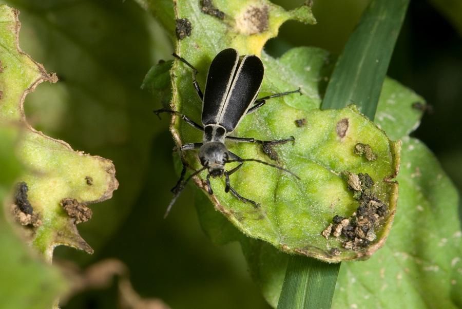 Epicauta cinerea (marginated blister beetle)