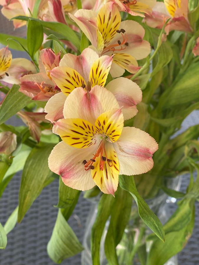 Peruvian lily (Alstroemeria spp)