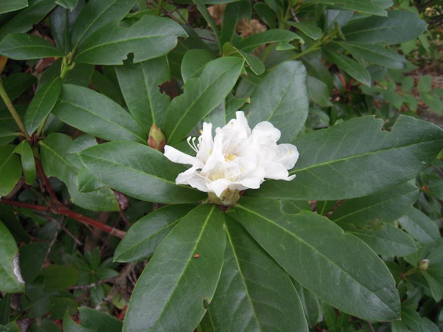 Rhododondron, white flower (Rhododendron spp)