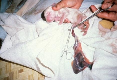 Umbilical cord care, neonatal puppy