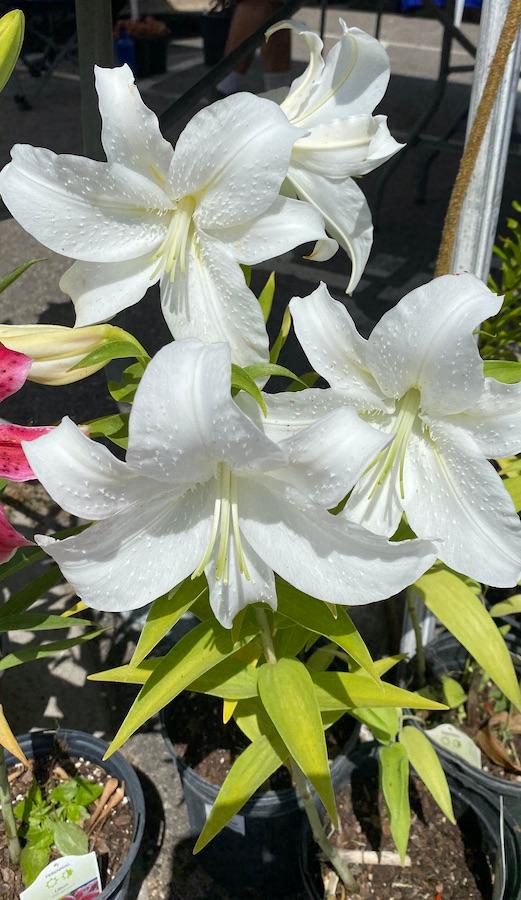 White lilies (Lilium spp)